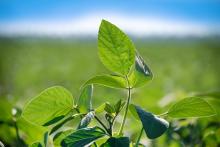 Интелигентен сензор за стрес при растенията: иновация в земеделието