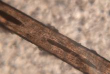 Проба от коса може да разкрие биологичния часовник на човек