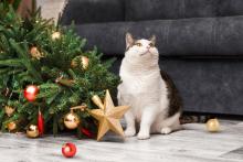 Елха и котка: мисия (не)възможна