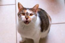 Котките променят комуникационната си стратегия, като мяукат повече, когато поздравяват мъже