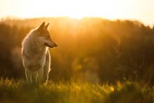 Учени документираха първото известно използване на сечива при диви вълци