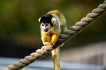 Маймуни могат да издават йодлер звуци по-добре от хората