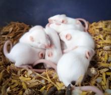 Проучване върху мишки показва, че многократното клониране причинява тежки генетични мутации