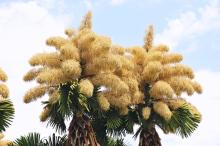 Редки палми в Рио де Жанейро цъфтят само веднъж, преди да умрат