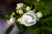 Подариха ви бяла роза? Ето какво значи това