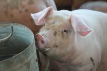 Виц: Каква е разликата между човека и свинята?