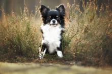 Повечето кучета имат ДНК от вълци (дори миниатюрните чихуахуа)