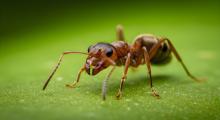 Замърсяването на въздуха сее хаос сред мравките и последиците са тревожни