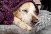 Микробите в червата на кучето ви може да предскажат прогнозата му при рак