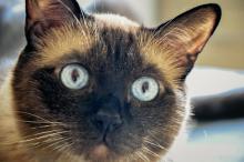 Виц: Психиатричните диагнози