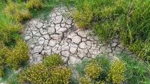 Опустиняване в България: реален риск или преувеличен страх?