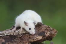 Упражненията забавят растежа на туморите при мишки, като насочват усвояването на глюкоза към мускулите