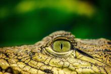 Студенокръвните животни са уязвими към климатичните колебания