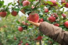 Испански учени откриха начин да определят зрелостта на плодовете, без да ги повреждат