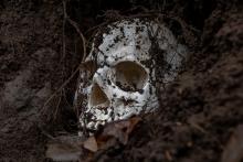 Древна ДНК най-сетне разкри причината за мистериозната смърт на хецог от XVI век