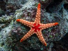 Учени обясняват как морските звезди контролират стотици крачета, без да имат мозък 