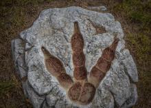 Изкуствен интелект определя кой динозавър кои отпечатъци е оставил и о