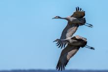 Мигриращите животни са все по-застрашени от изчезване