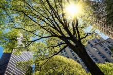 Комбинация от различни дървета пречиства въздуха в града по-ефективно