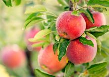 Притча за падащите ябълки и успеха