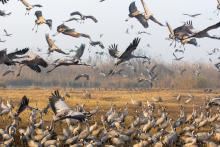 Близо половината от мигриращите видове по света намаляват