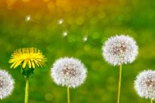 Градската среда променя еволюцията на глухарчетата и начина, по който разпространяват семената си